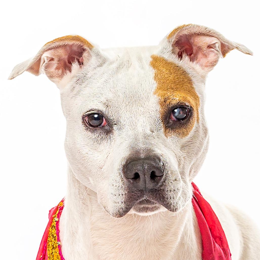 Apple, a Adoptable mixed breed in Reno, NV image 5/5
