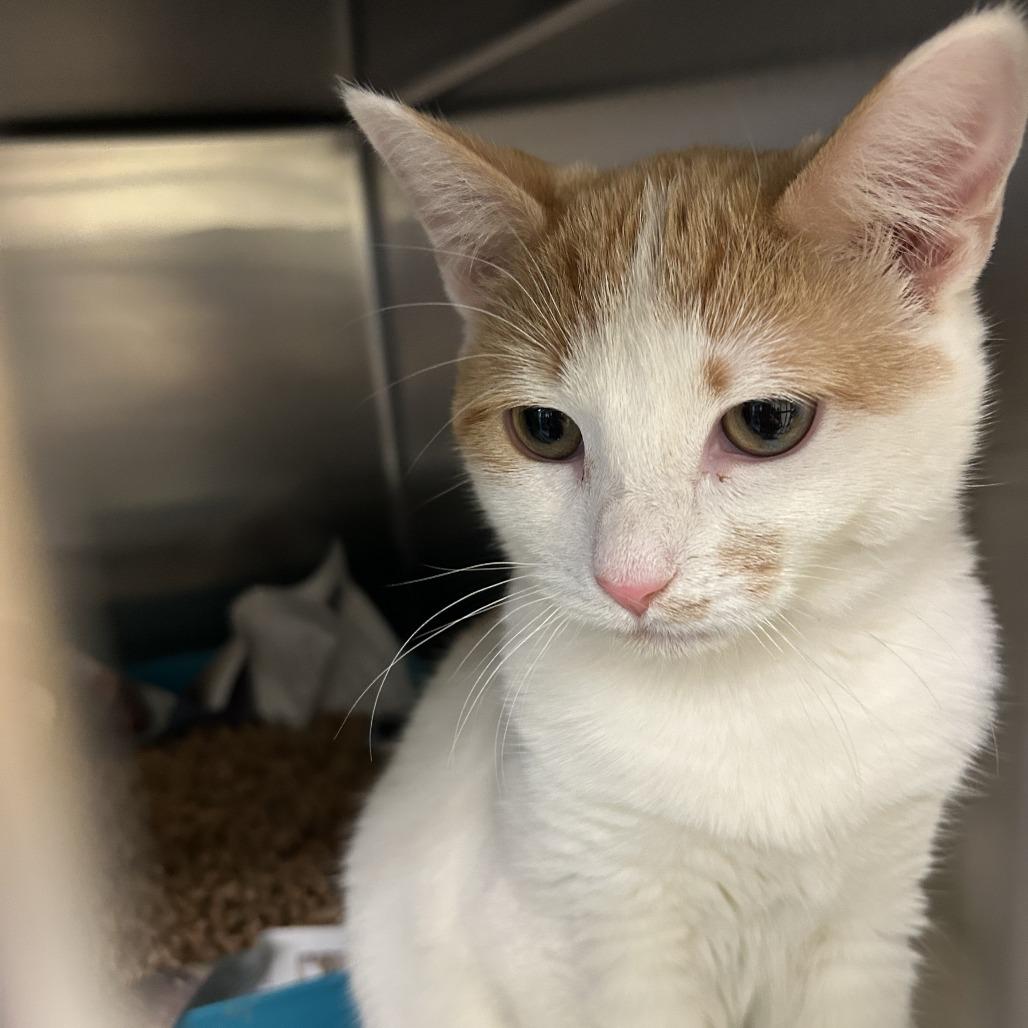 Jazz, Adoptable, Young Female Domestic Medium Hair.