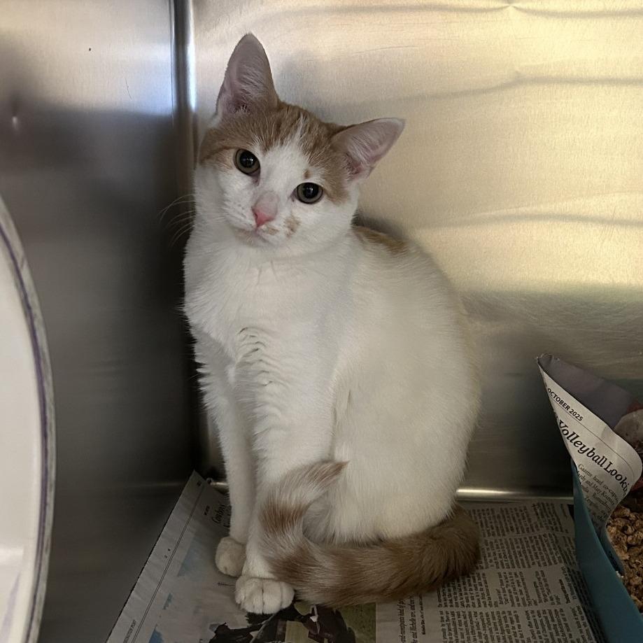 Enlarge Jazz, a Adoptable Domestic Medium Hair in Charlottesville, VA image 2/4