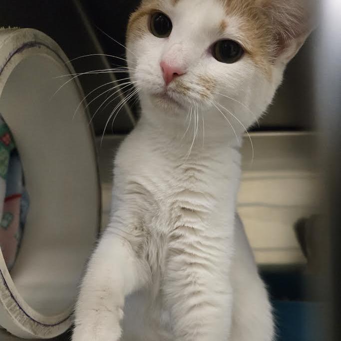 Enlarge Jazz, a Adoptable Domestic Medium Hair in Charlottesville, VA image 3/4