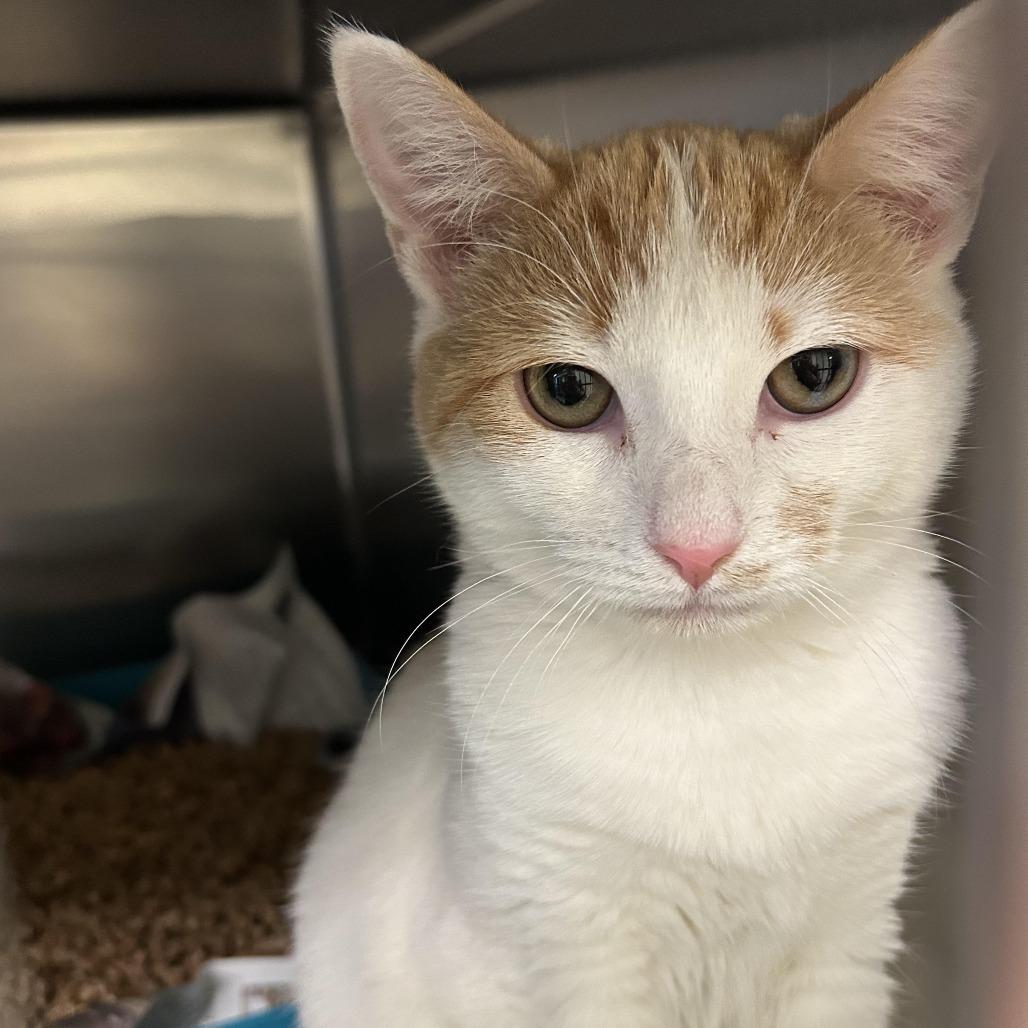 Enlarge Jazz, a Adoptable Domestic Medium Hair in Charlottesville, VA image 4/4