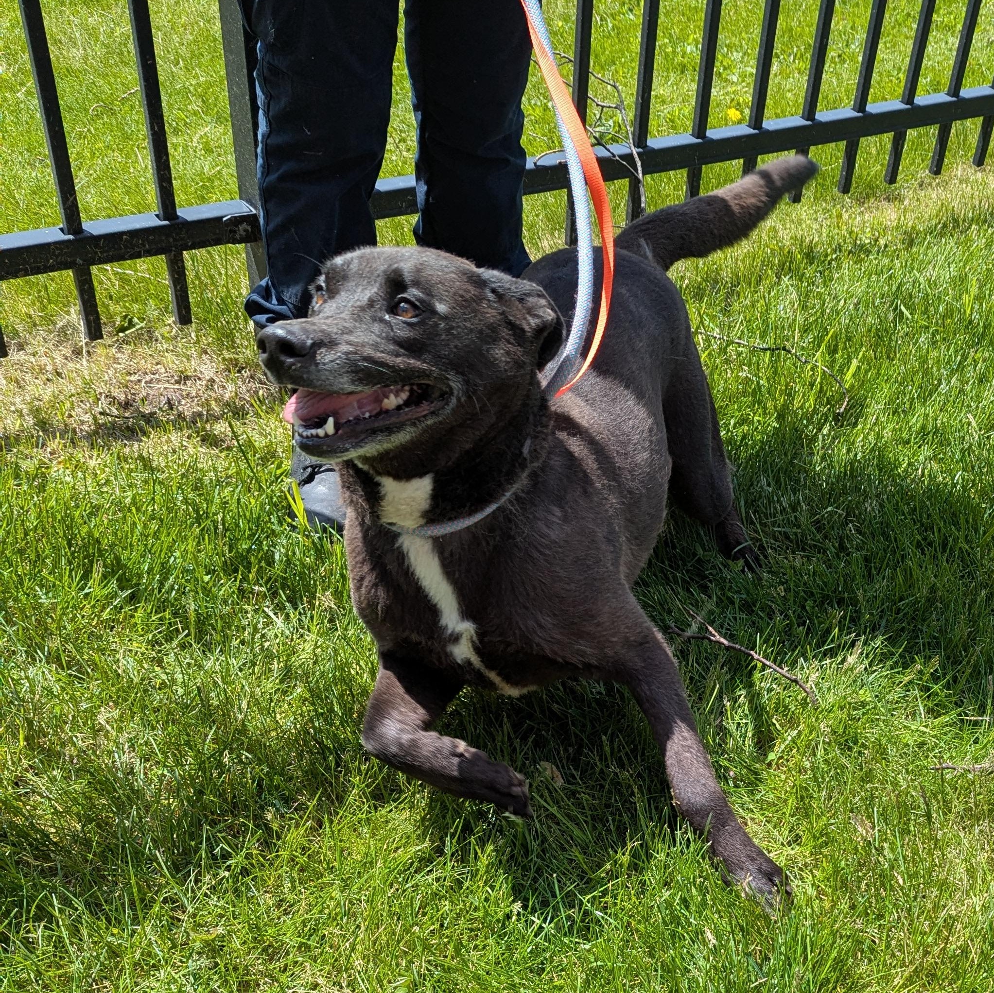 Enlarge Summer, an adoptable mixed breed in Valparaiso, IN image 2/4