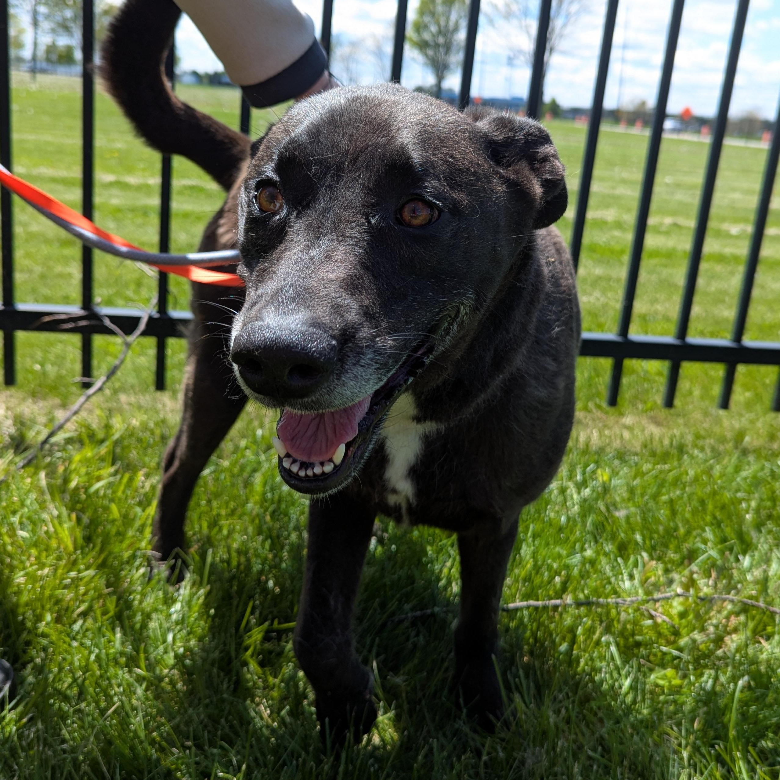 Enlarge Summer, an adoptable mixed breed in Valparaiso, IN image 1/4
