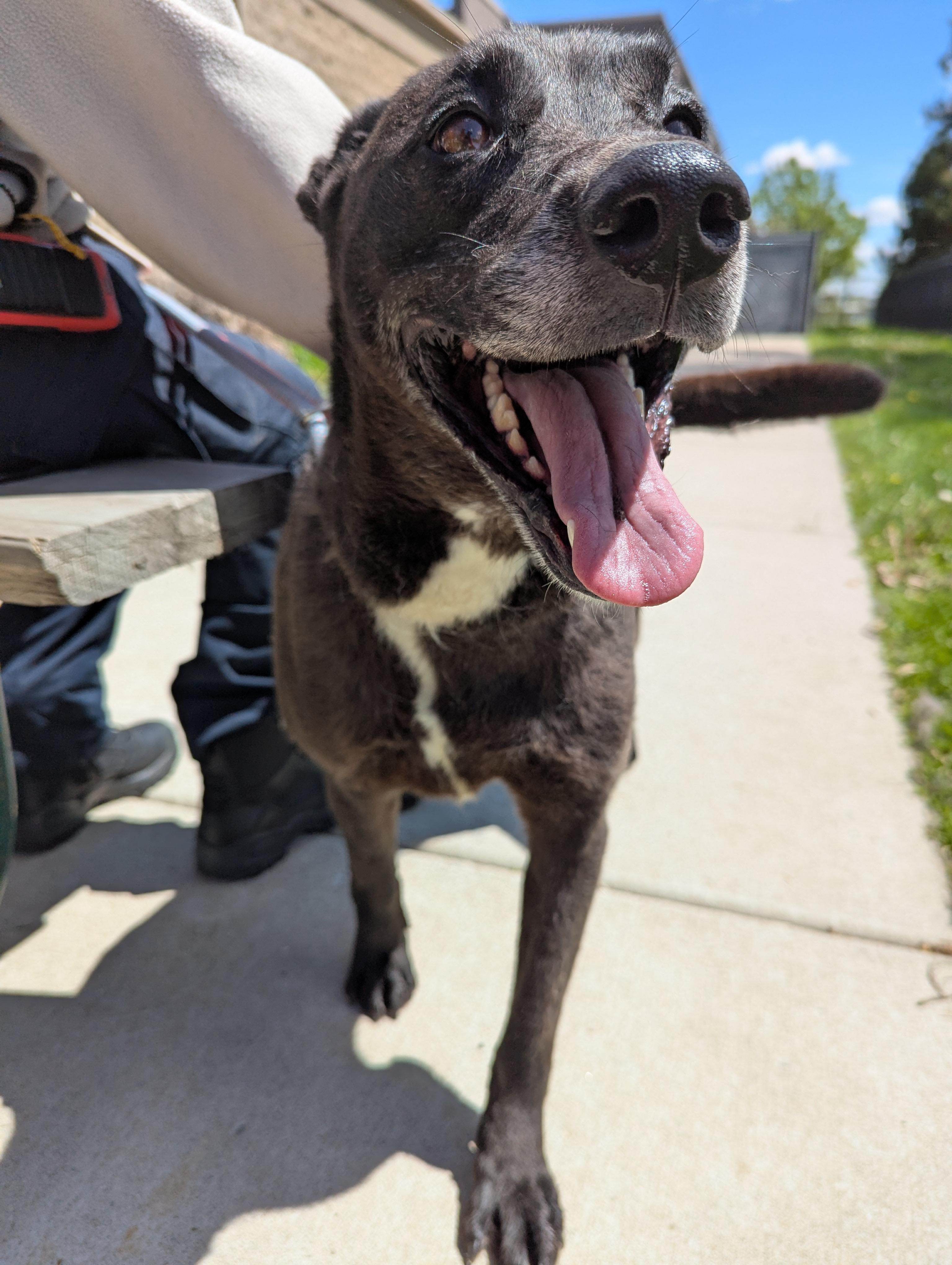 Enlarge Summer, an adoptable mixed breed in Valparaiso, IN image 3/4