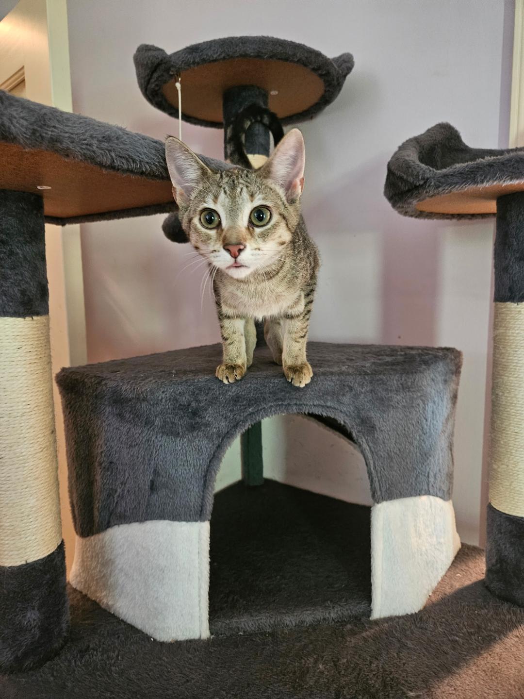 Dulcet, a Adoptable mixed breed in Glen Ellyn, IL image 6/6