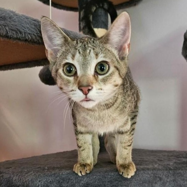 Dulcet, Adoptable, Kitten Female Tabby & Domestic Short Hair.