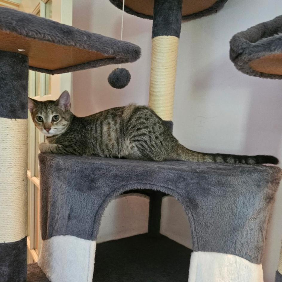 Dulcet, a Adoptable mixed breed in Glen Ellyn, IL image 5/6