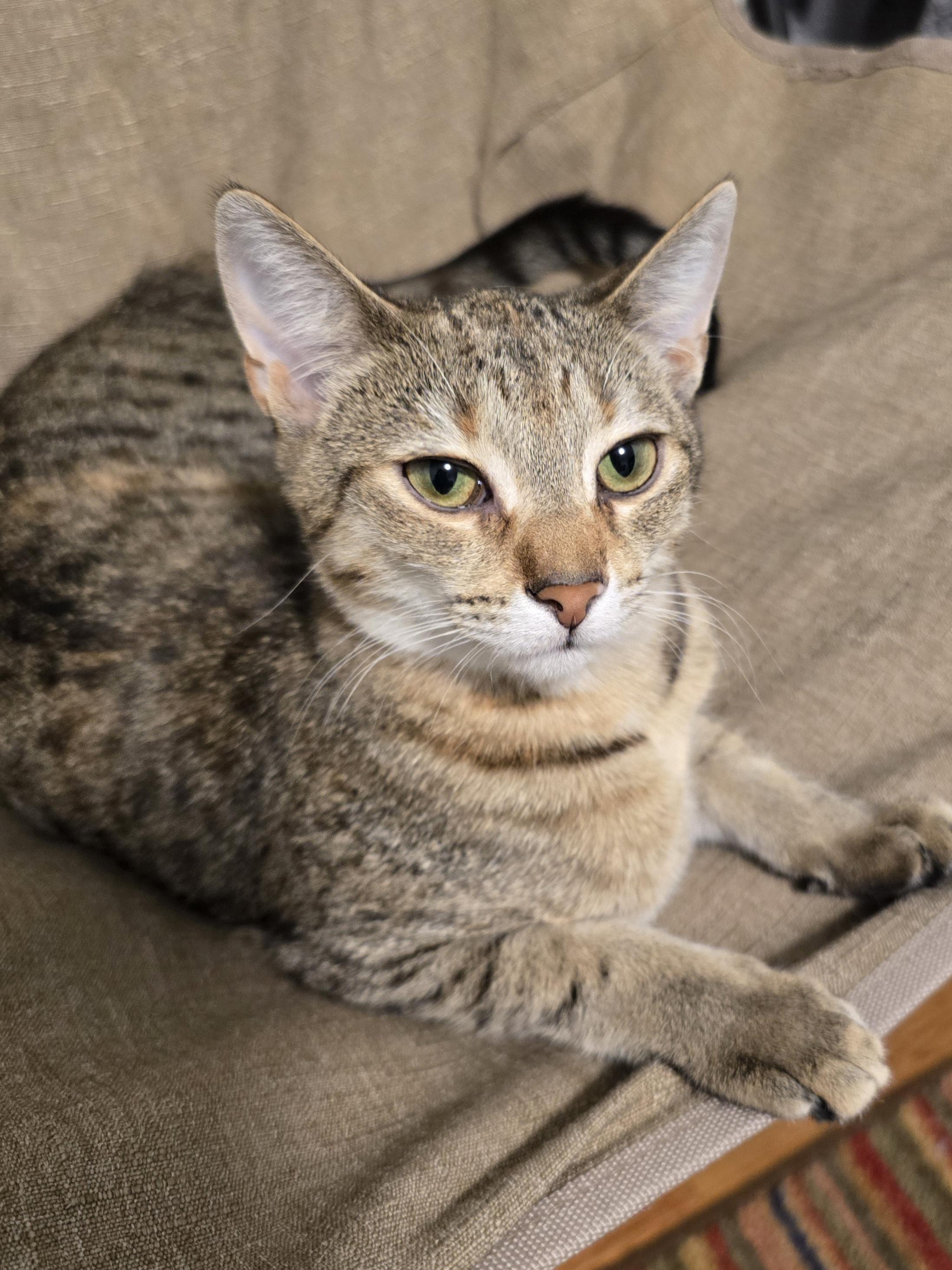 Dulcet, a Adoptable mixed breed in Glen Ellyn, IL image 1/6