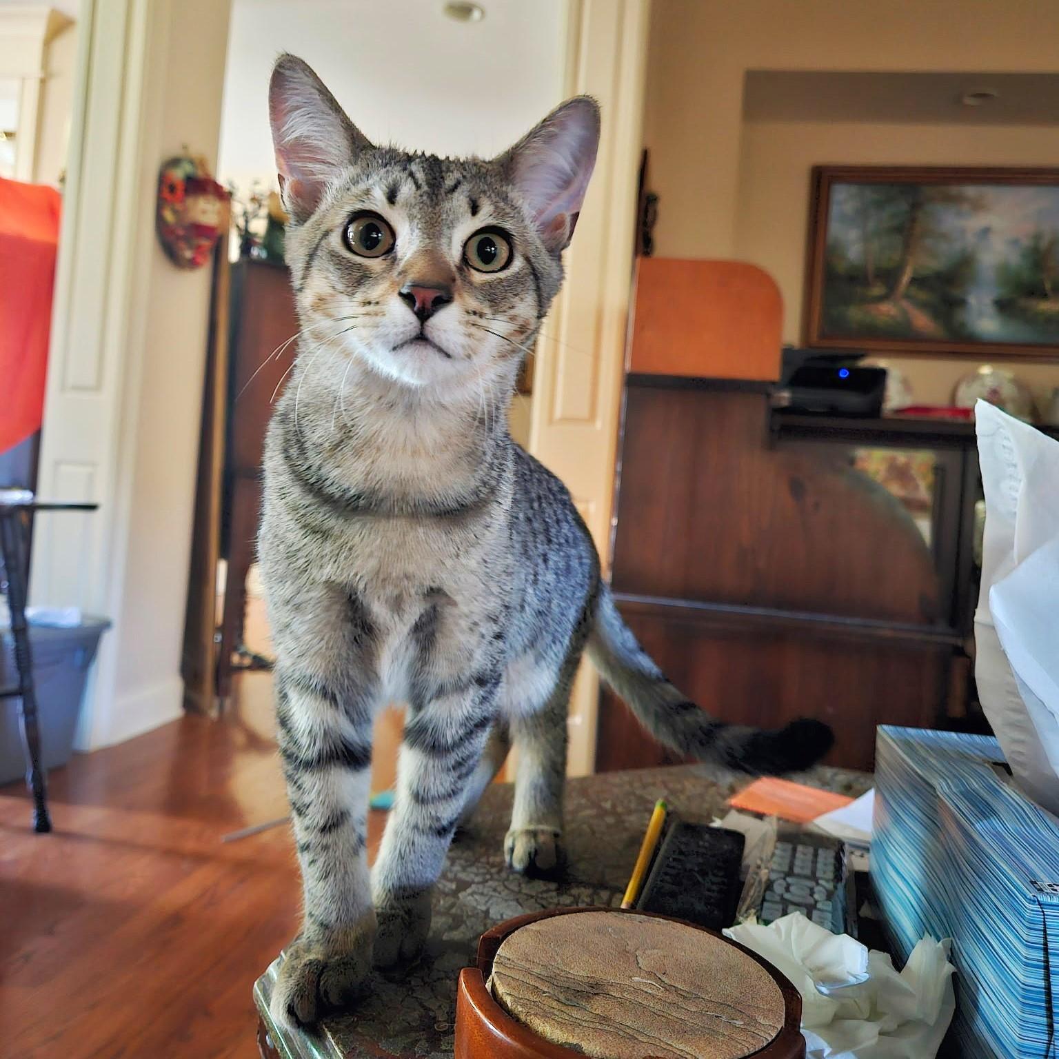 Dulcet, a Adoptable mixed breed in Glen Ellyn, IL image 4/6