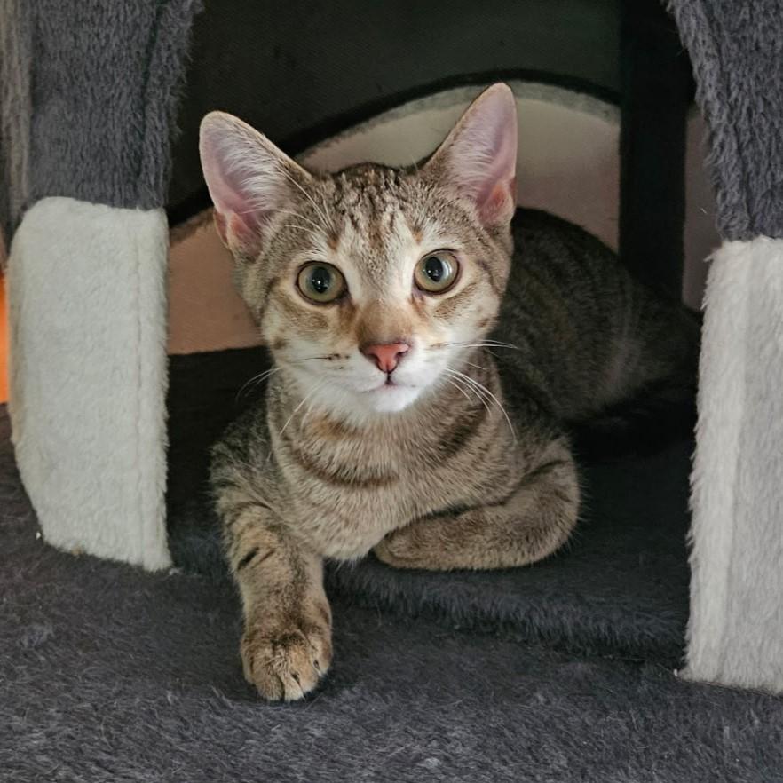 Dulcet, a Adoptable mixed breed in Glen Ellyn, IL image 3/6