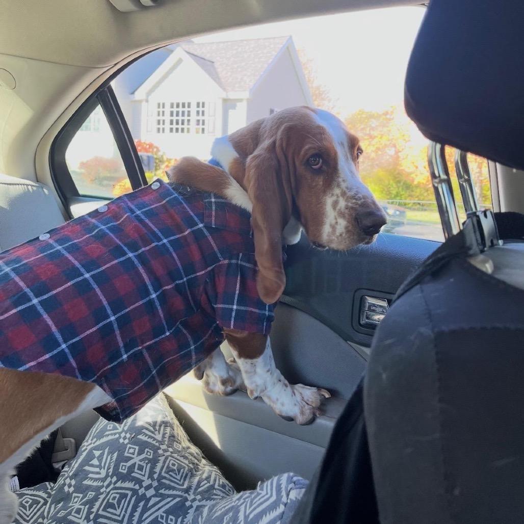 Enlarge Basil, a Adoptable Basset Hound in Ferndale, MI image 1/4