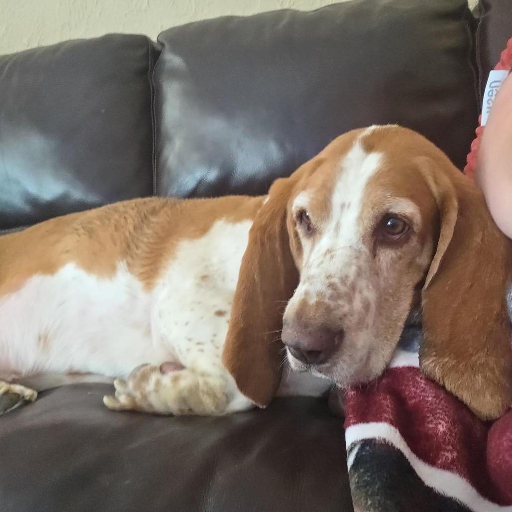 Enlarge Basil, a Adoptable Basset Hound in Ferndale, MI image 2/4