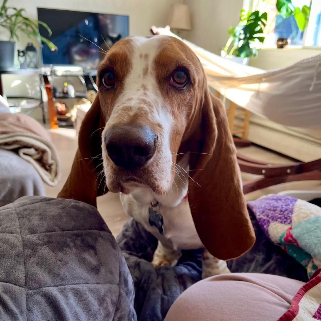 Enlarge Basil, a Adoptable Basset Hound in Ferndale, MI image 3/4
