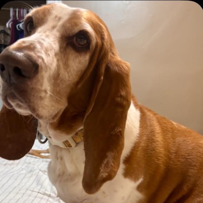 Enlarge Basil, a Adoptable Basset Hound in Ferndale, MI image 4/4