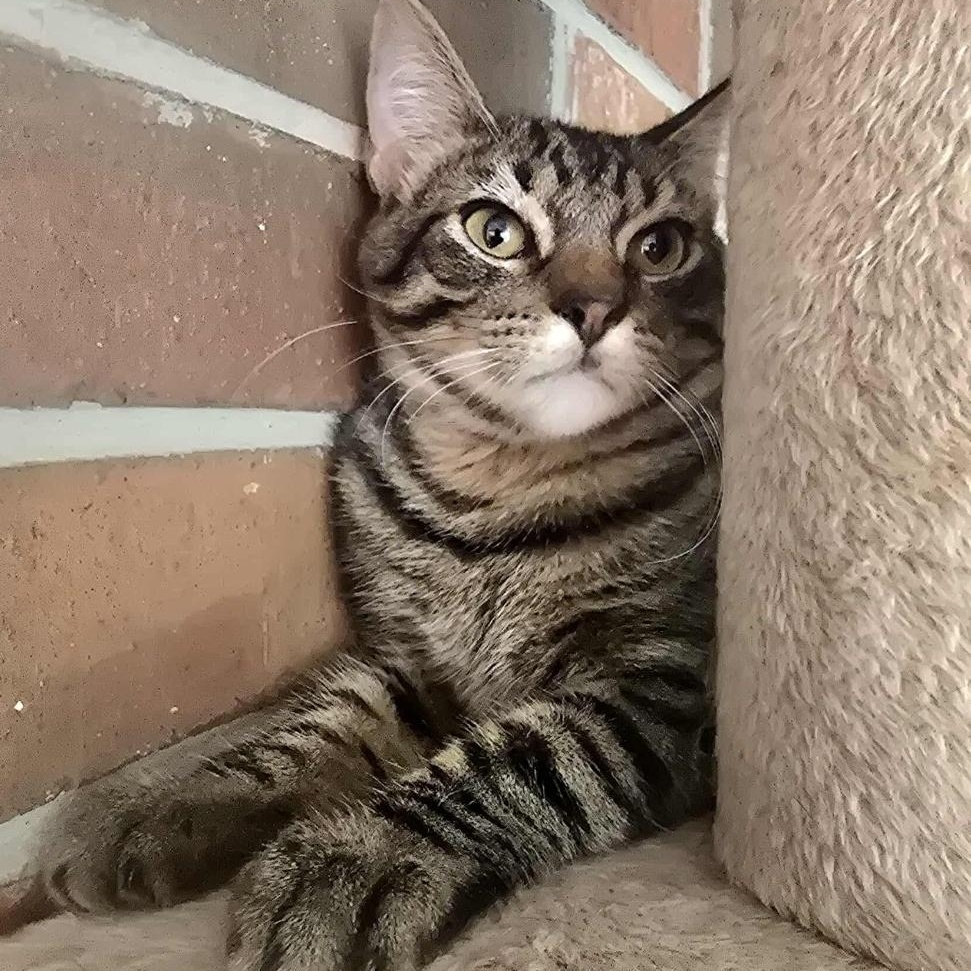 Enlarge Chase, a Adoptable Domestic Short Hair in Warr Acres, OK image 3/3