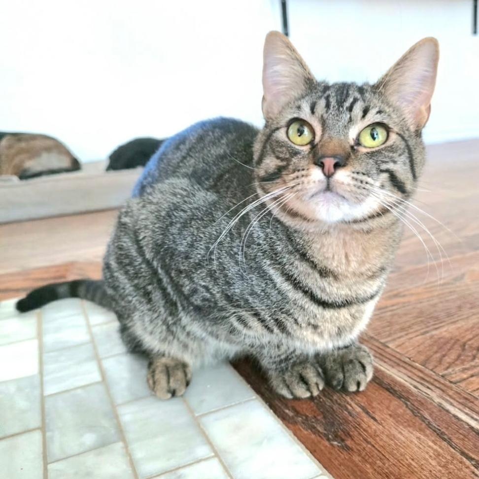 Enlarge Chase, a Adoptable Domestic Short Hair in Warr Acres, OK image 2/3