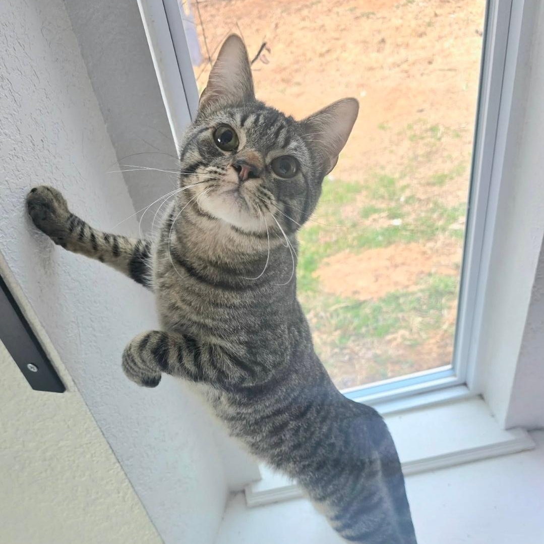 Chase, Adoptable, Kitten Male Domestic Short Hair.