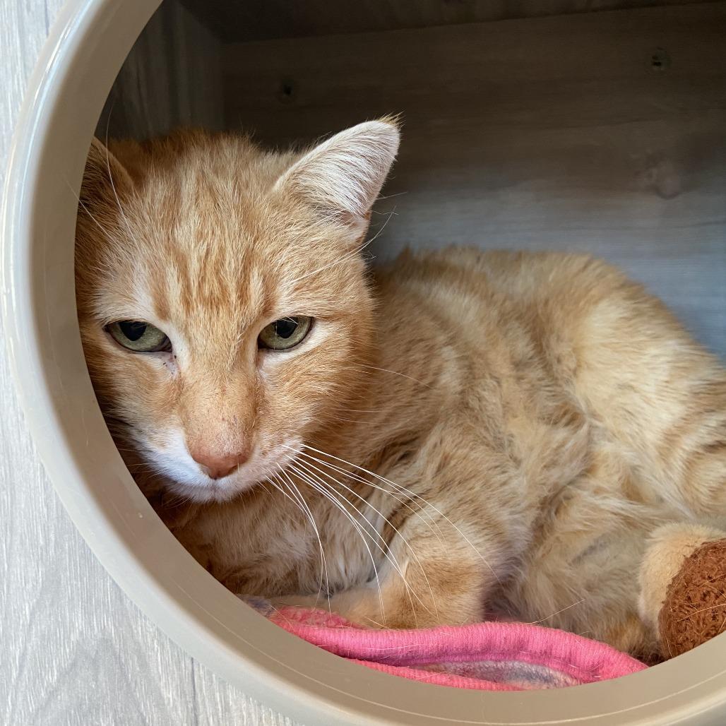 Enlarge Charles, a Adoptable Domestic Short Hair in Washington Township, OH image 1/6