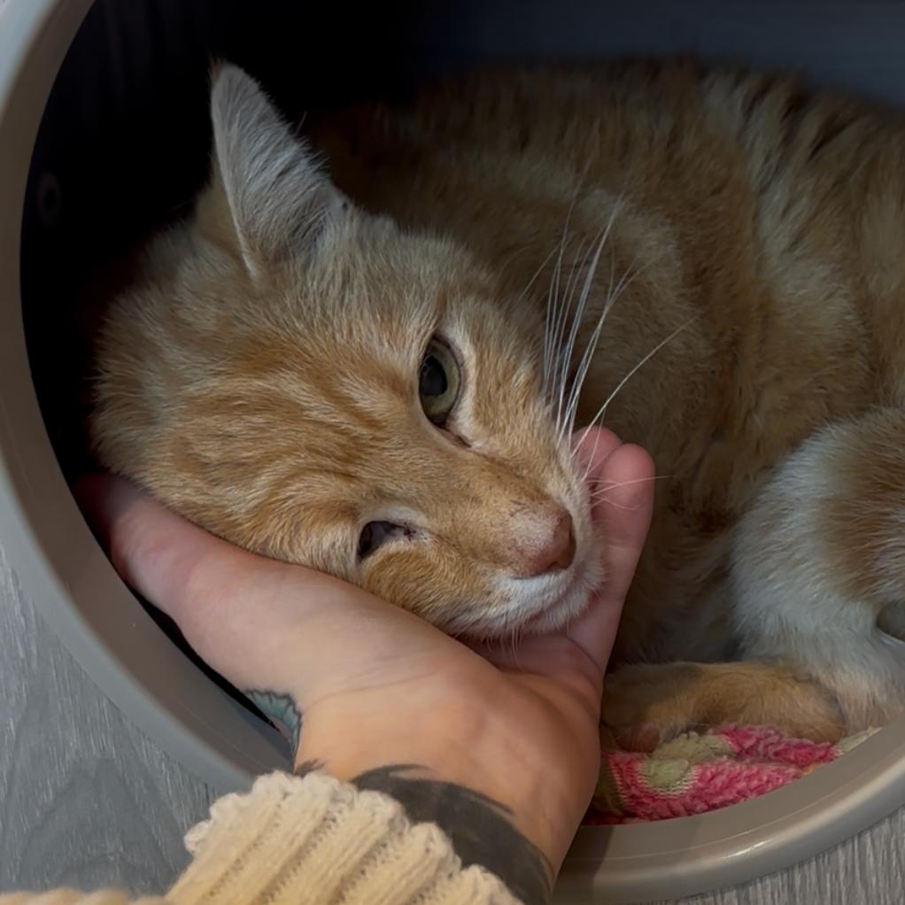 Enlarge Charles, a Adoptable Domestic Short Hair in Washington Township, OH image 2/6