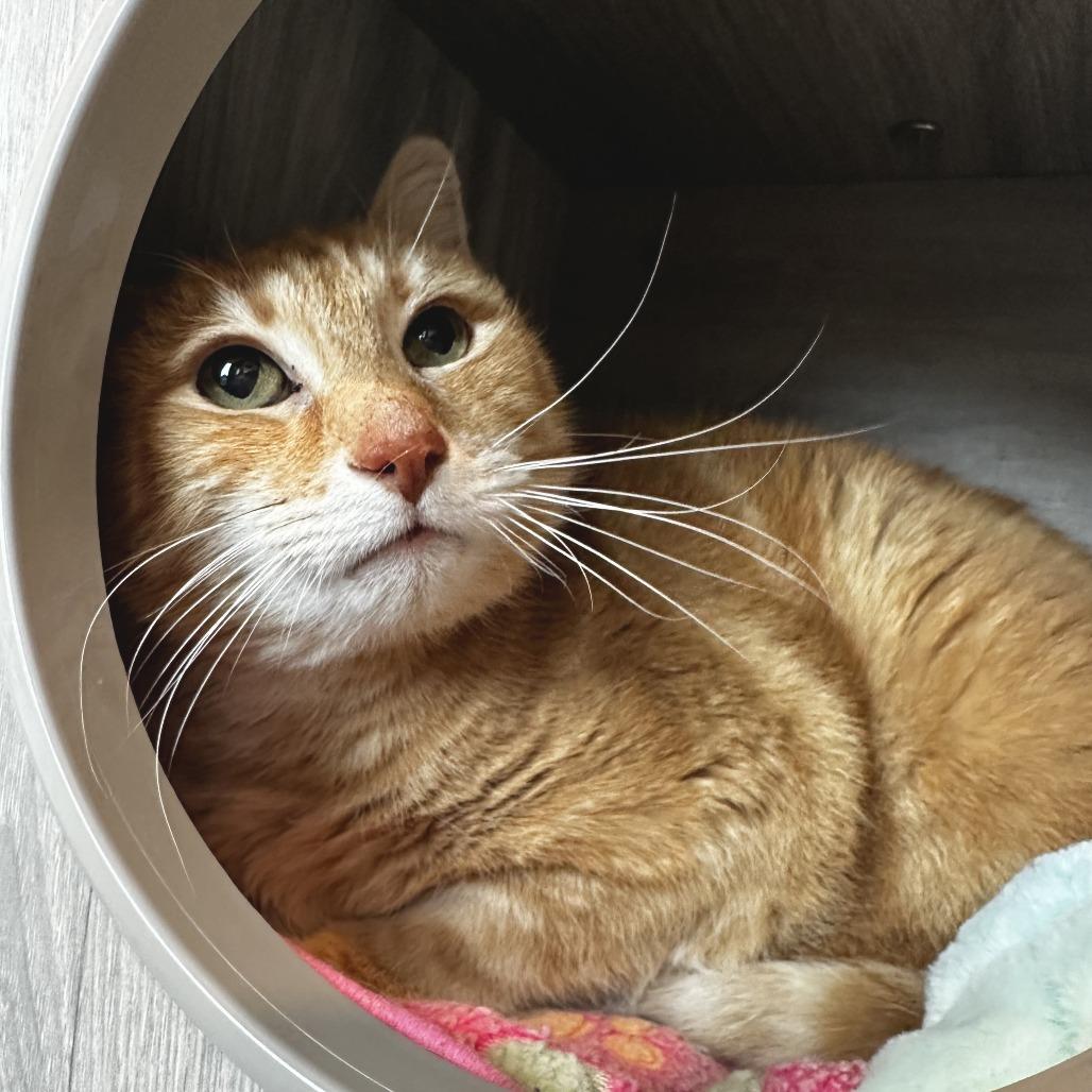 Enlarge Charles, a Adoptable Domestic Short Hair in Washington Township, OH image 3/6