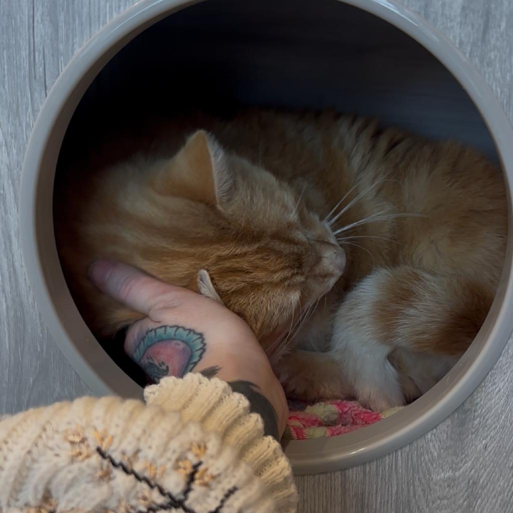 Enlarge Charles, a Adoptable Domestic Short Hair in Washington Township, OH image 4/6