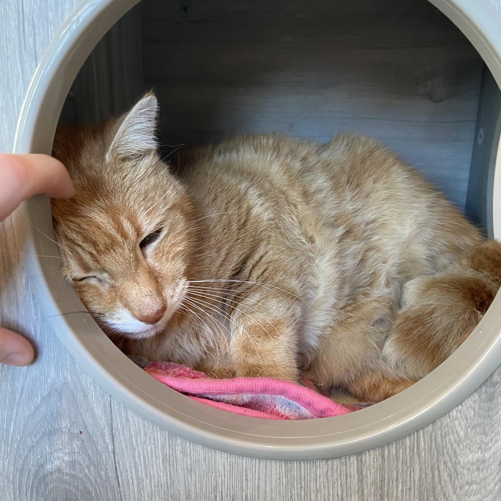 Enlarge Charles, a Adoptable Domestic Short Hair in Washington Township, OH image 5/6