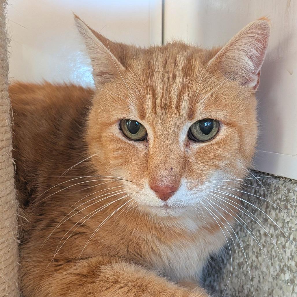 Enlarge Charles, a Adoptable Domestic Short Hair in Washington Township, OH image 6/6