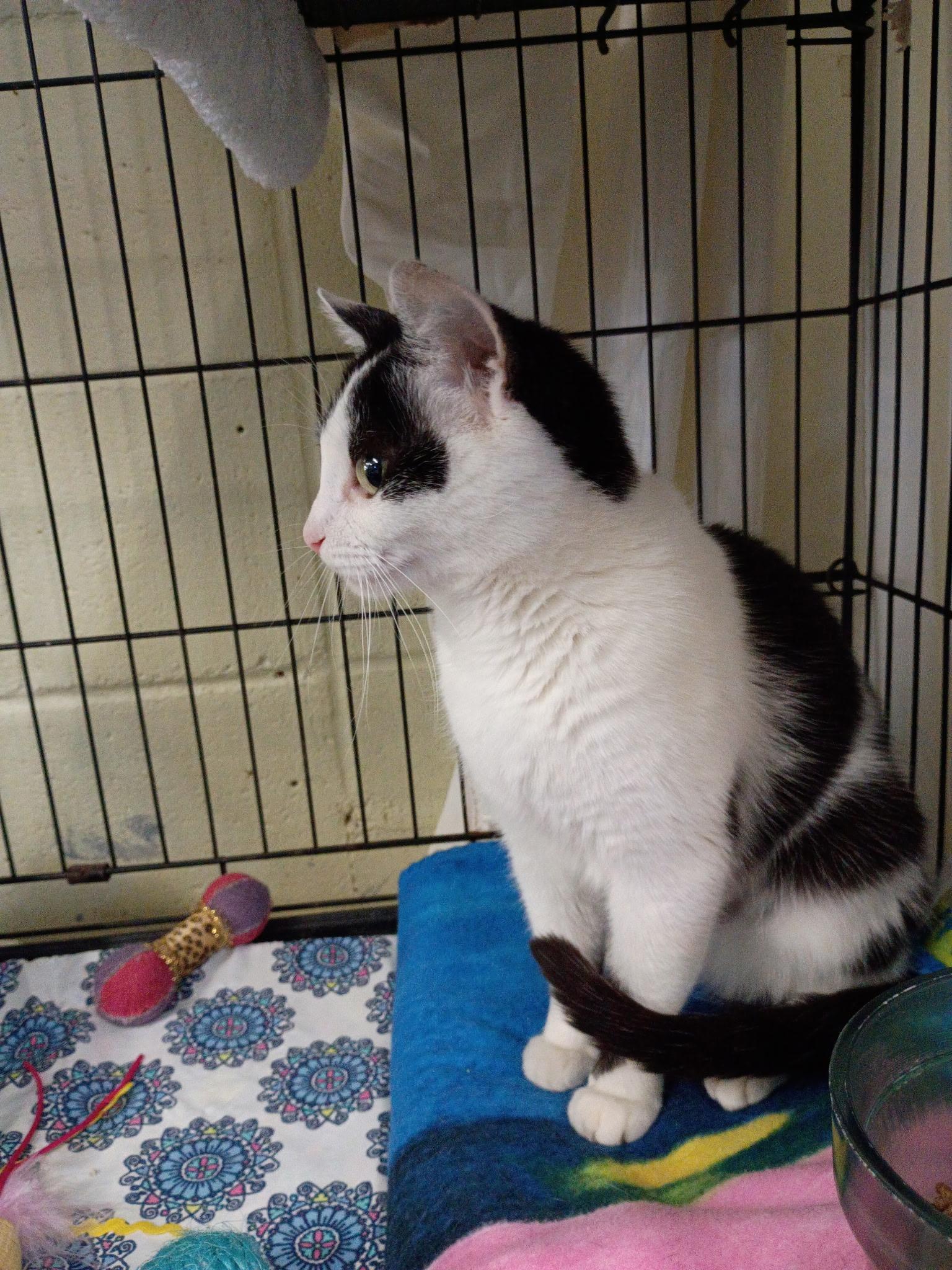 April, a ADOPTABLE Domestic Short Hair in Holland, MI image 4/4