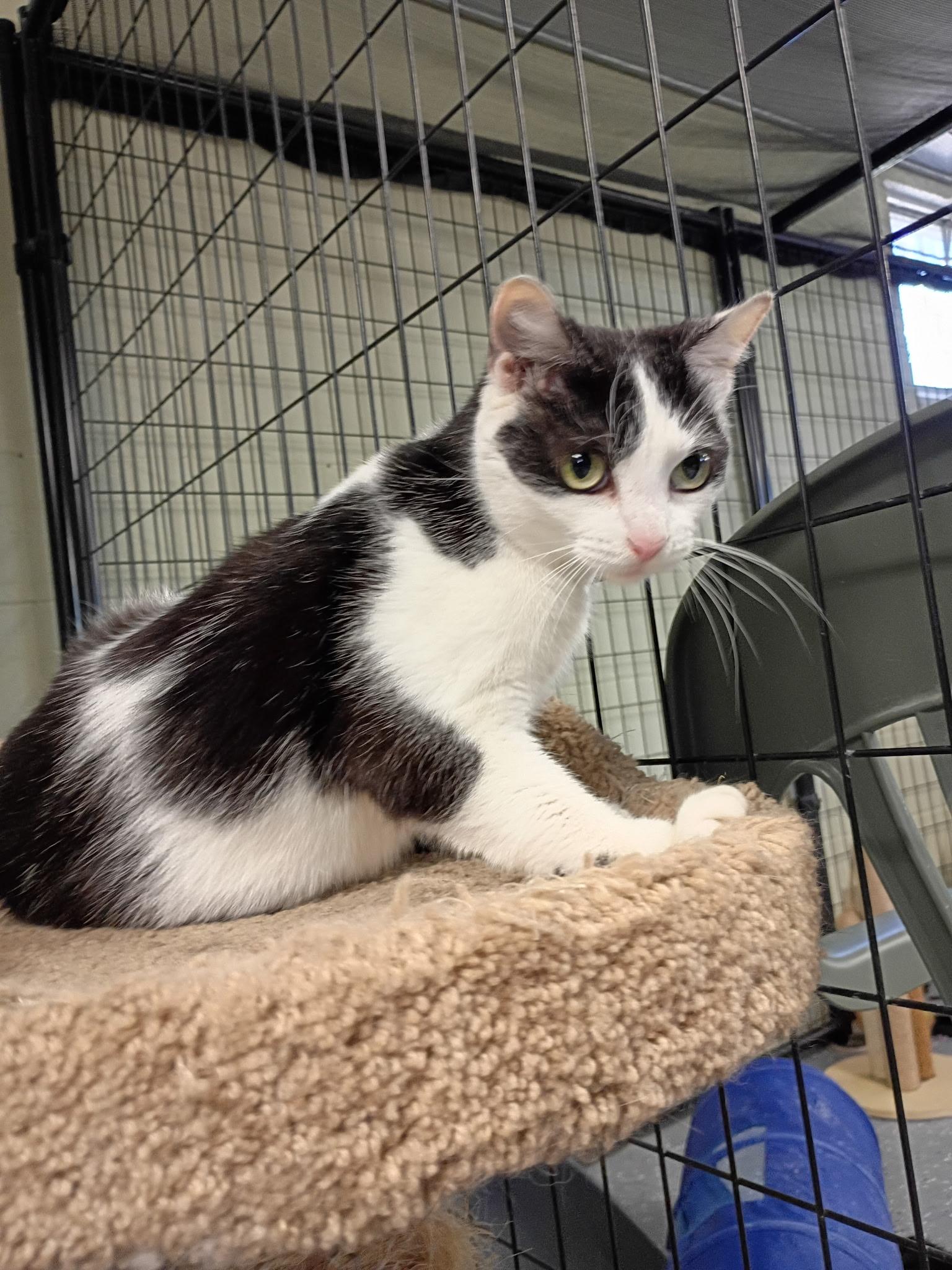 April, a ADOPTABLE Domestic Short Hair in Holland, MI image 1/4