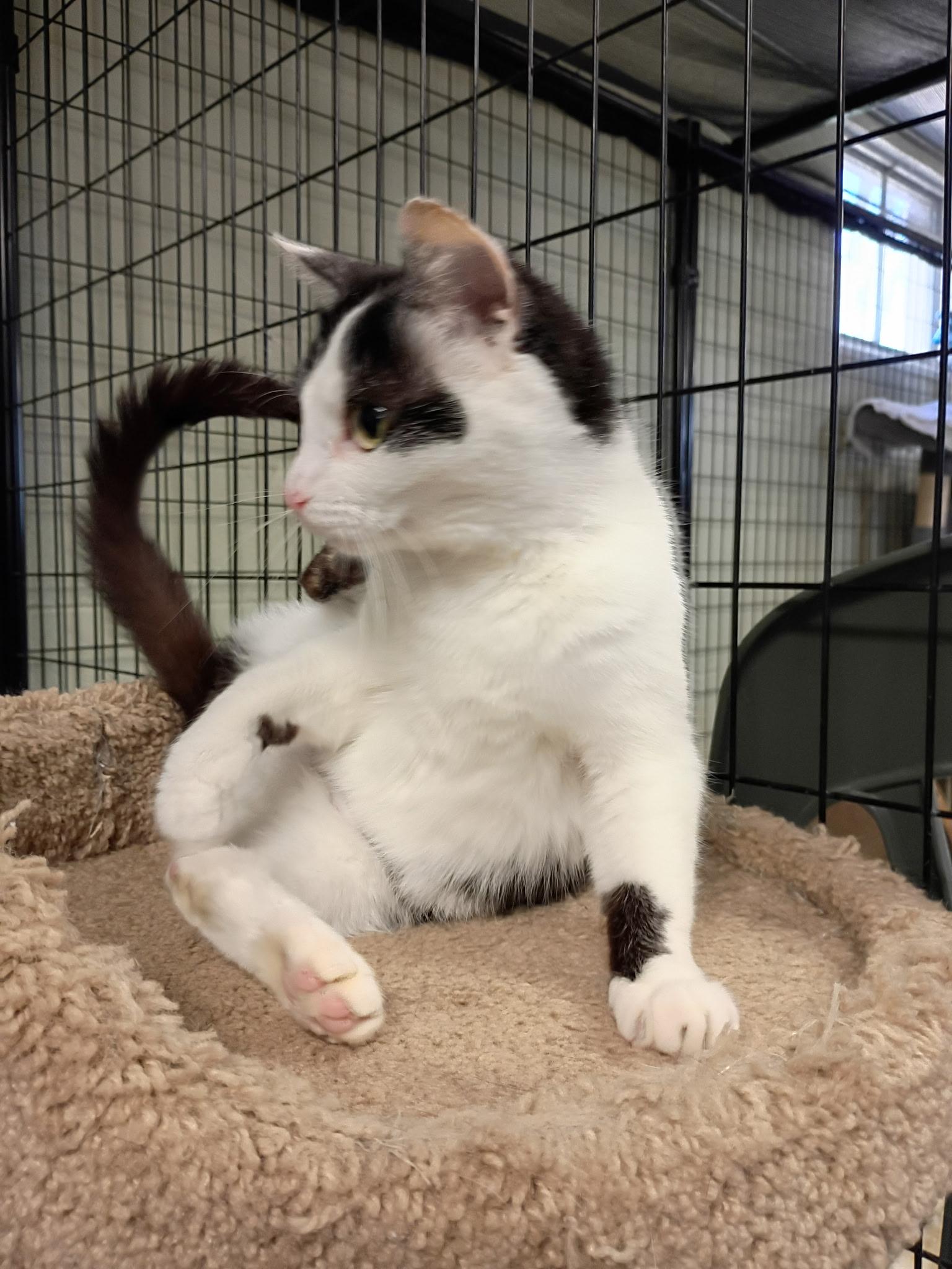April, a ADOPTABLE Domestic Short Hair in Holland, MI image 3/4