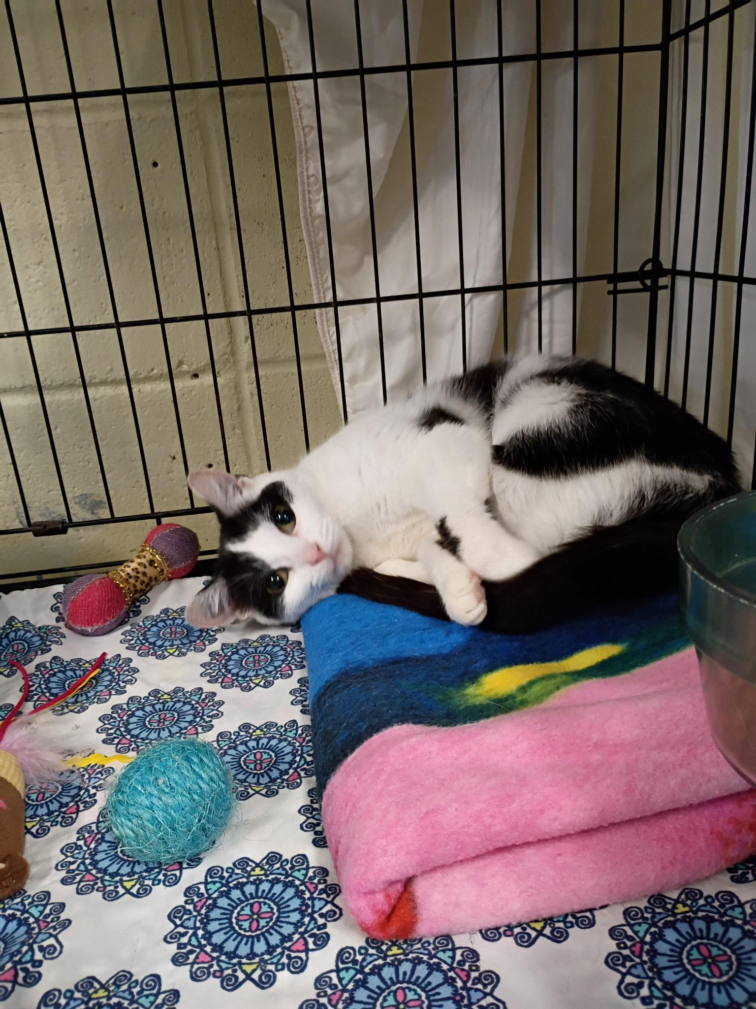 April, a ADOPTABLE Domestic Short Hair in Holland, MI image 2/4