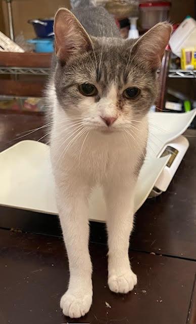 Enlarge Okra, a Adoptable mixed breed in san antonio, TX image 1/2