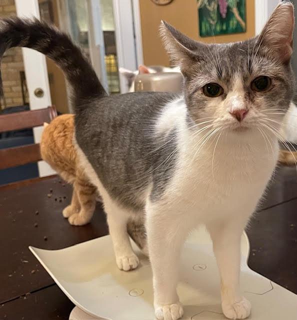 Okra, an adoptable Domestic Short Hair in san antonio, TX, 78240 | Photo Image 2