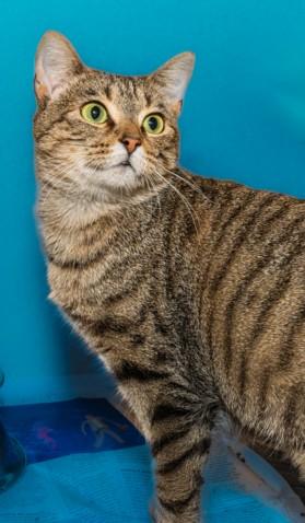 TIPTOE, Adoptable, Young Female Domestic Short Hair & Domestic Short Hair.