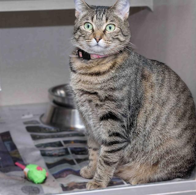 Enlarge TIPTOE, a Adoptable mixed breed in Cookeville, TN image 1/1