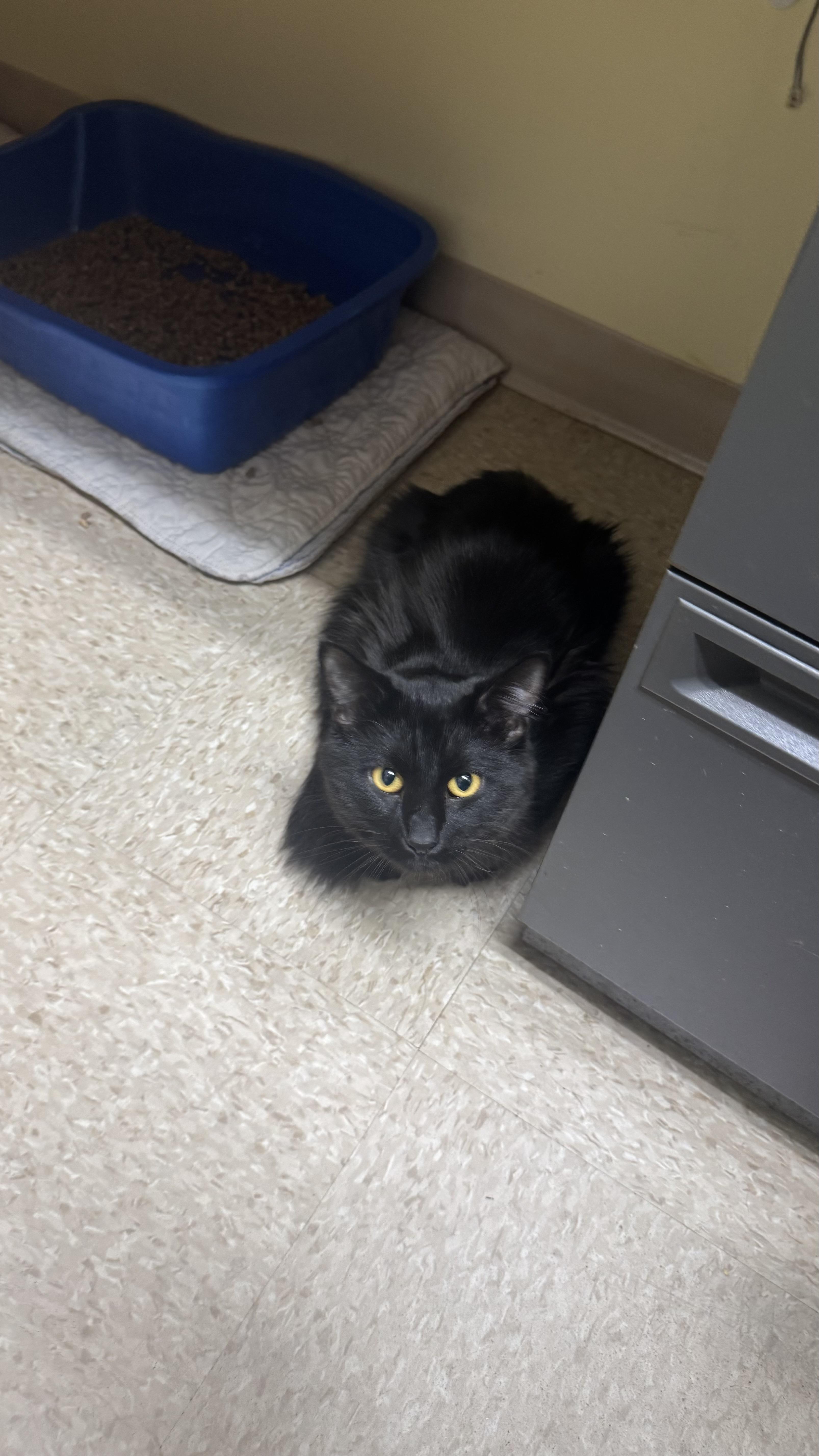 Enlarge Barney, a Adoptable Domestic Medium Hair in Fall River, MA image 5/5