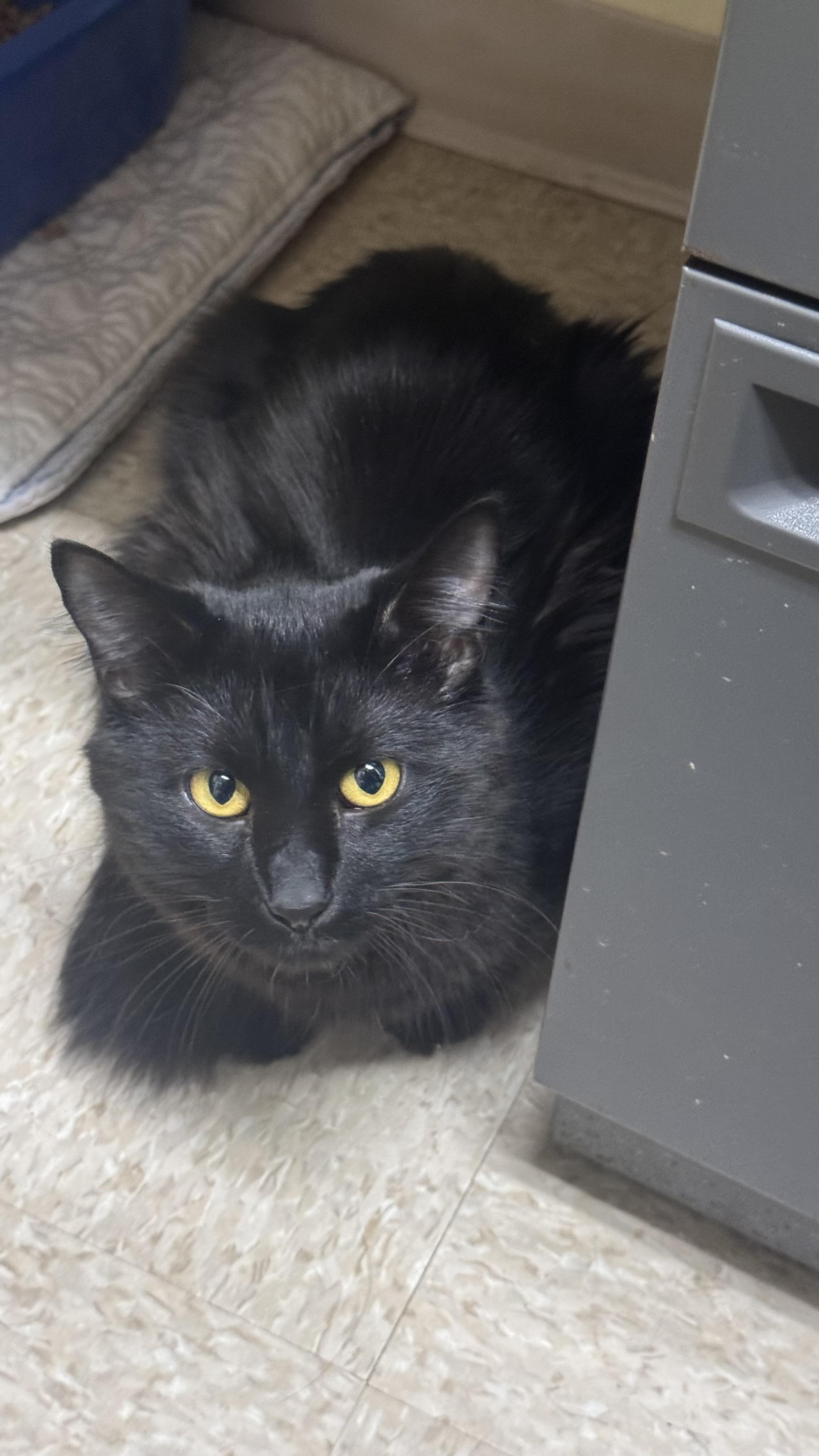 Enlarge Barney, a Adoptable Domestic Medium Hair in Fall River, MA image 1/5