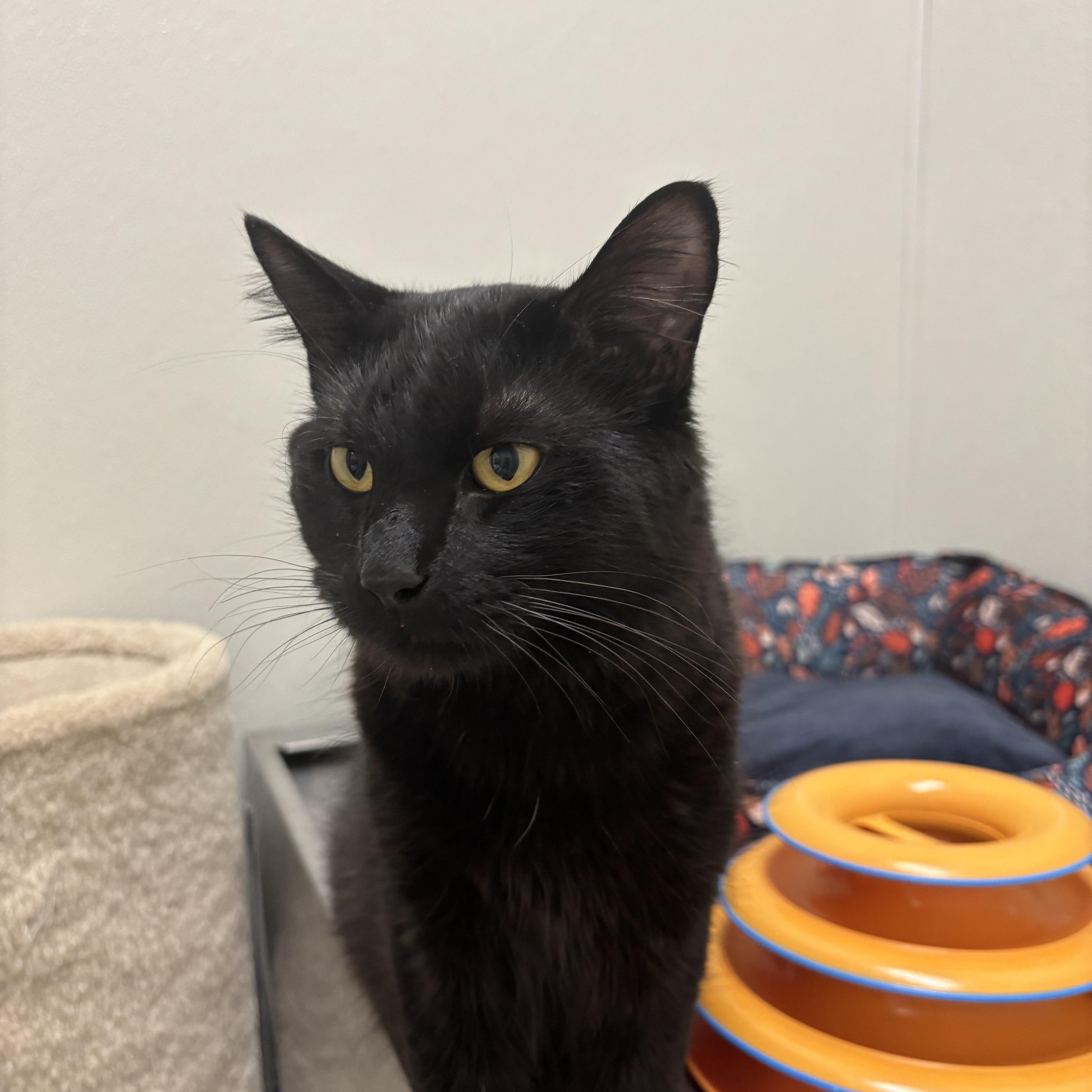 Enlarge Barney, a Adoptable Domestic Medium Hair in Fall River, MA image 4/5