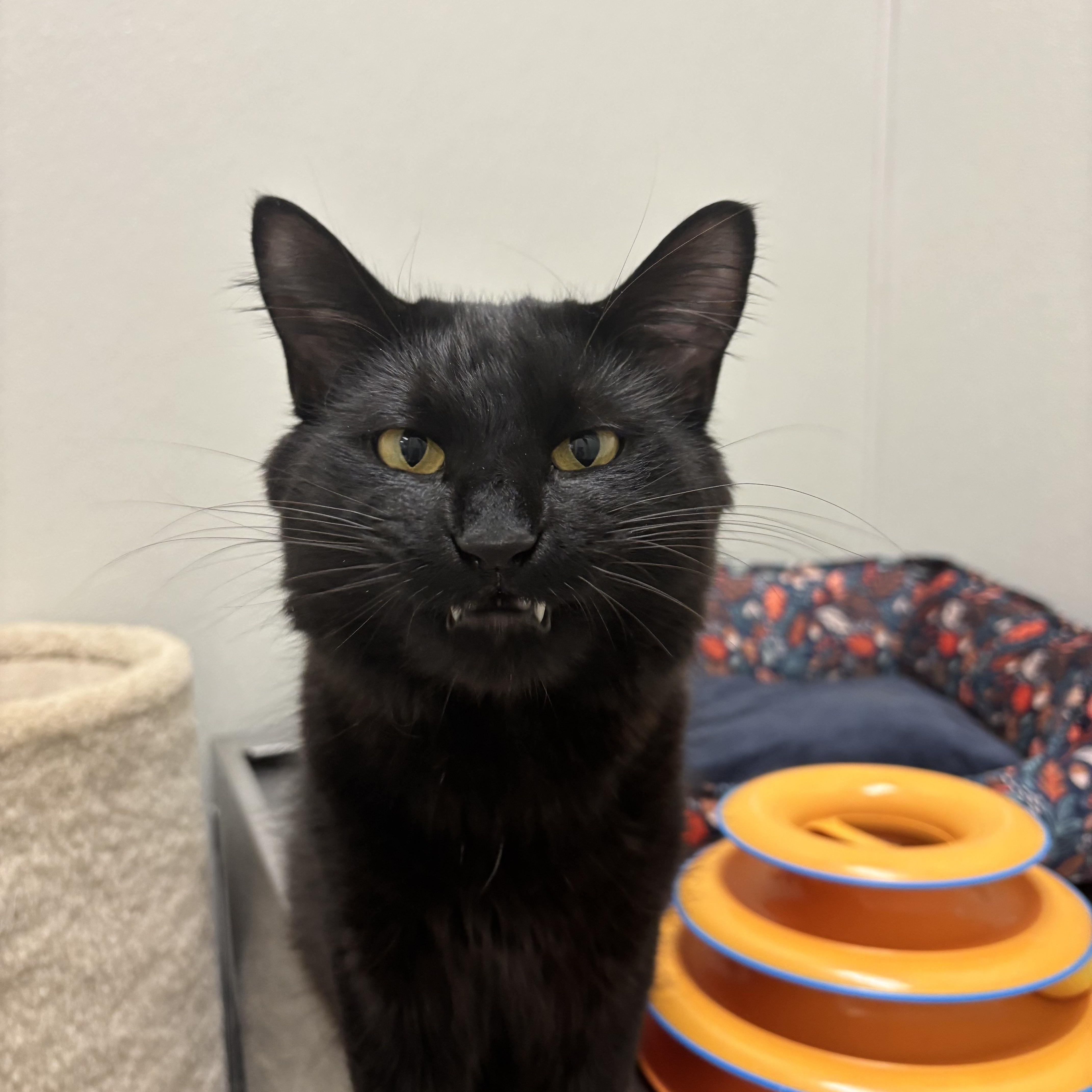 Enlarge Barney, a Adoptable Domestic Medium Hair in Fall River, MA image 2/5