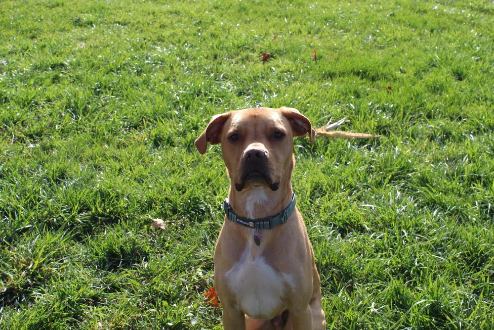 Enlarge Remi aka Turbo, a Adoptable mixed breed in Grand Rapids, MI image 1/5