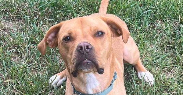Enlarge Remi aka Turbo, a Adoptable mixed breed in Grand Rapids, MI image 3/5