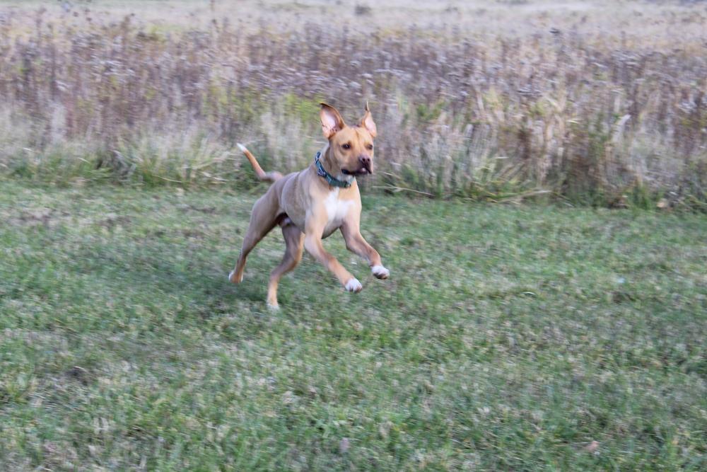 Enlarge Remi aka Turbo, a Adoptable mixed breed in Grand Rapids, MI image 4/5