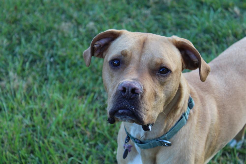 Enlarge Remi aka Turbo, a Adoptable mixed breed in Grand Rapids, MI image 5/5