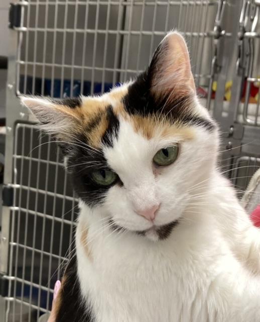 Claire, Adoptable, Adult Female Domestic Medium Hair.