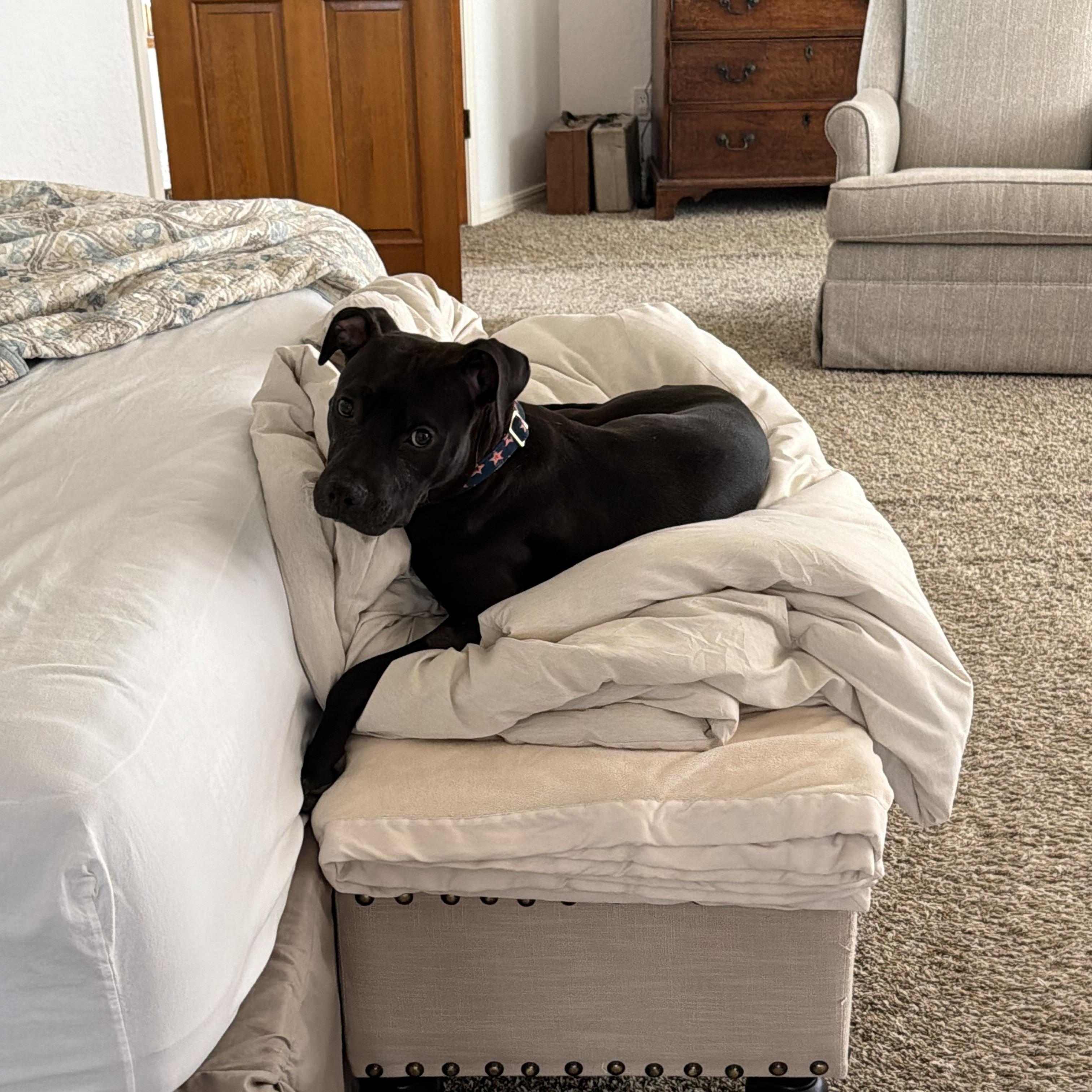 Bodi, a ADOPTABLE mixed breed in Albuquerque, NM image 2/5