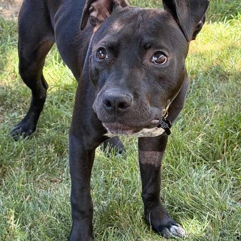 Bodi, a ADOPTABLE mixed breed in Albuquerque, NM image 4/5