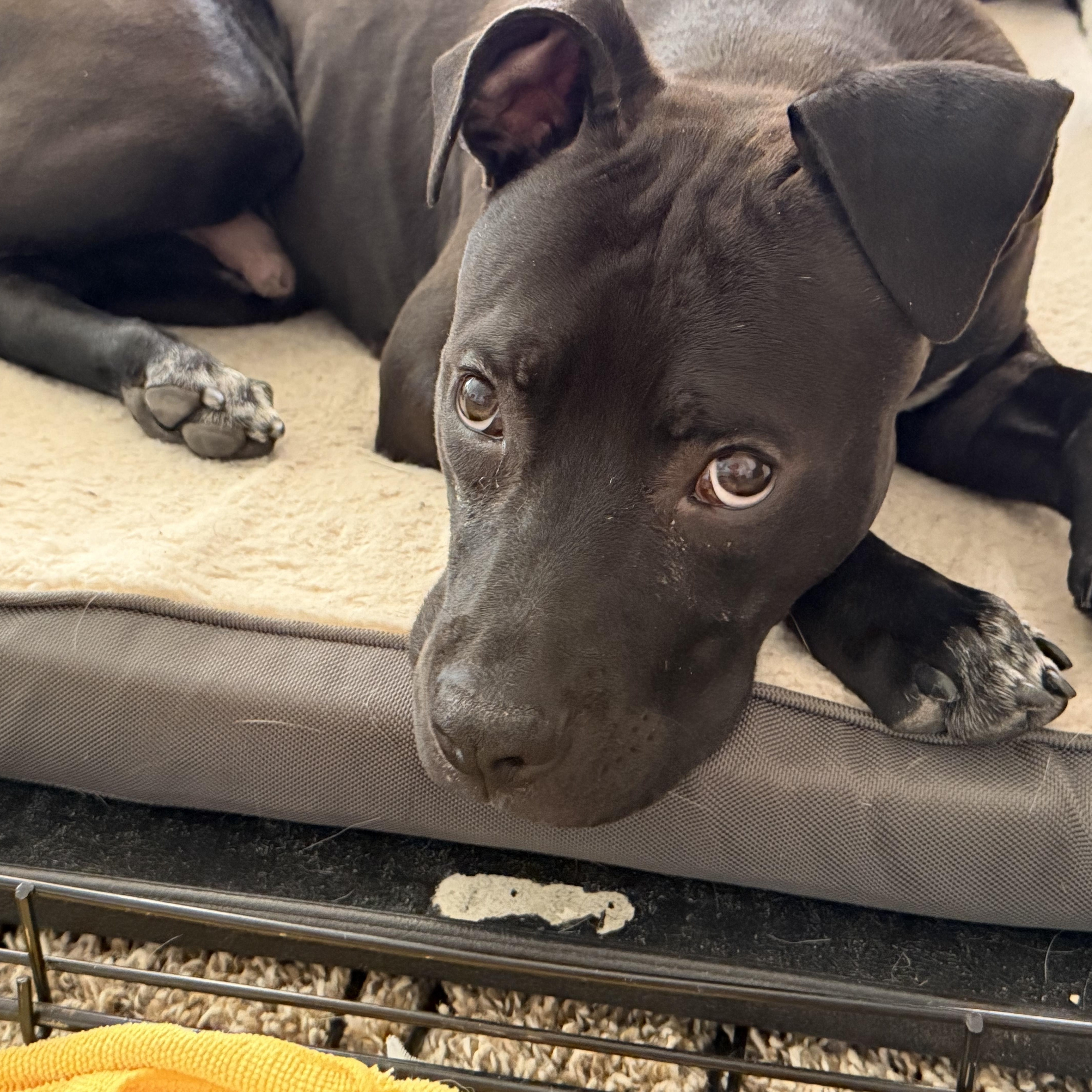 Bodi, a ADOPTABLE mixed breed in Albuquerque, NM image 1/5