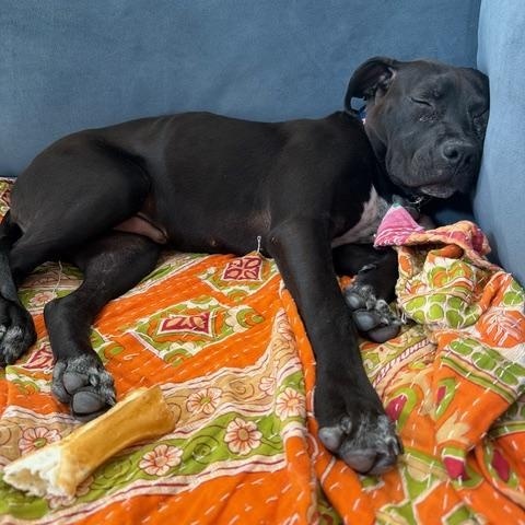 Bodi, a ADOPTABLE mixed breed in Albuquerque, NM image 3/5