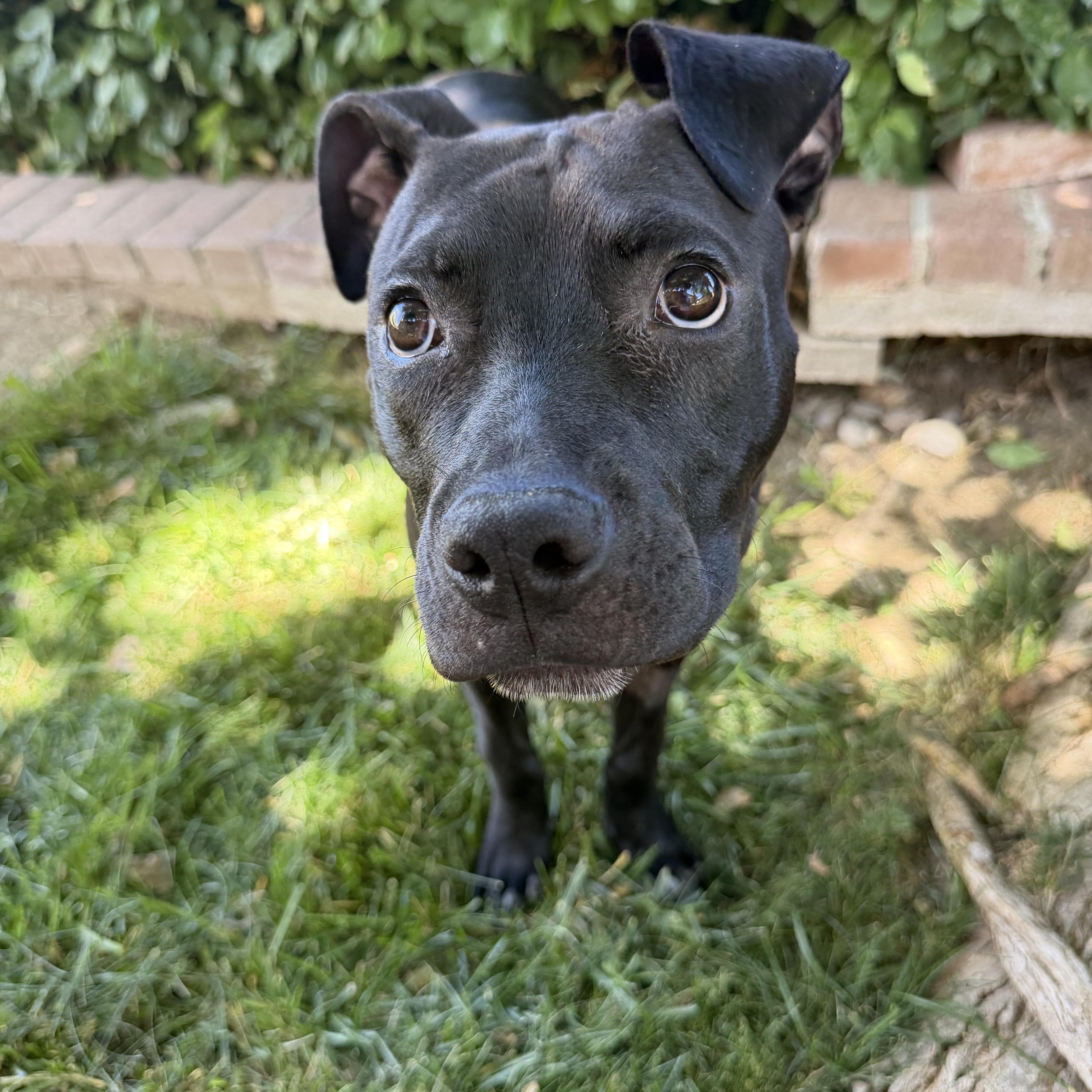 Bodi, a ADOPTABLE mixed breed in Albuquerque, NM image 5/5
