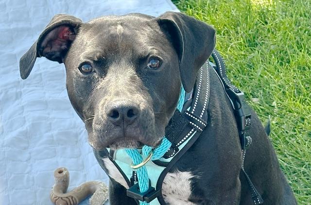 Bodi, a ADOPTABLE mixed breed in Albuquerque, NM image 1/5